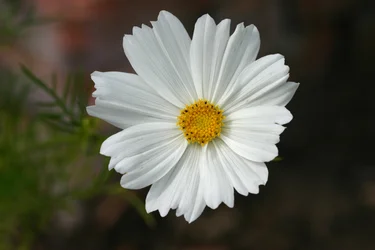 Garsington Cosmos、2009（写真）
